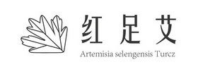 红足艾 ARTEMISIA SELENGENSIS TURCZ;ARTEMISIA SELENGENSIS TURCZ