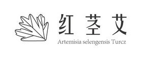 红茎艾 ARTEMISIA SELENGENSIS TURCZ;ARTEMISIA SELENGENSIS TURCZ