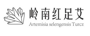 岭南红足艾 ARTEMISIA SELENGENSIS TURCZ;ARTEMISIA SELENGENSIS TURCZ